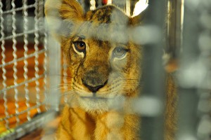 Preventing Illegal Wildlife Trade