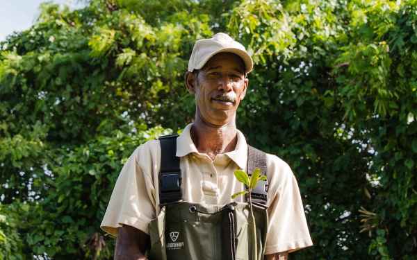 Mangrove restoration in the Dominican Republic