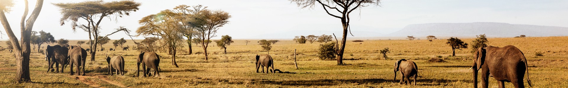 wildlife in Africa